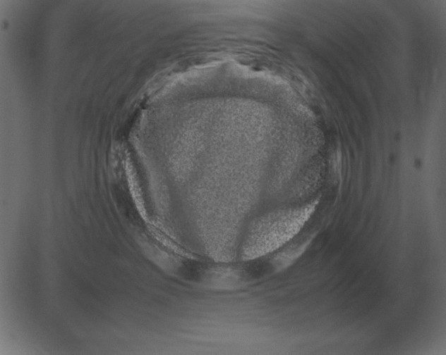 X0000081350237200702020122