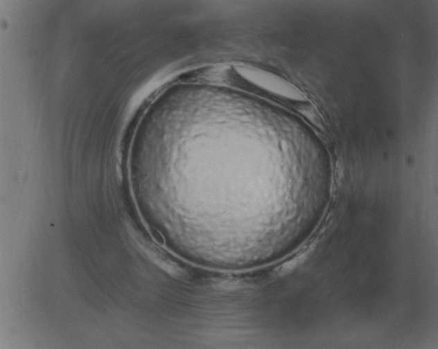 X0000081350246200702020121