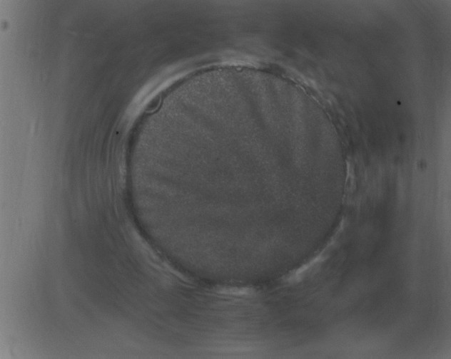 X0000081350247200702020121