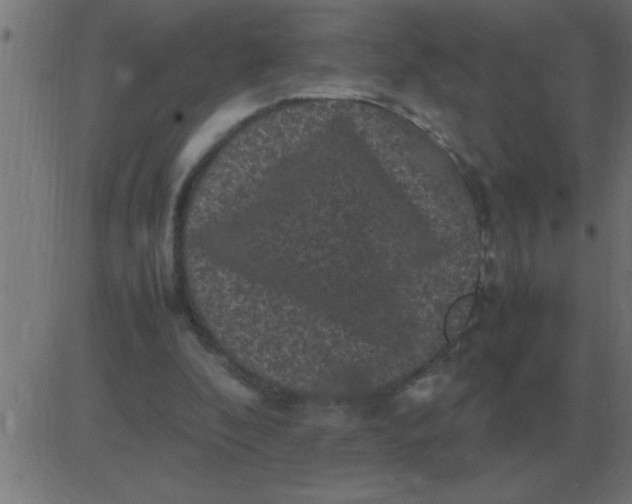 X0000081350296200702020121