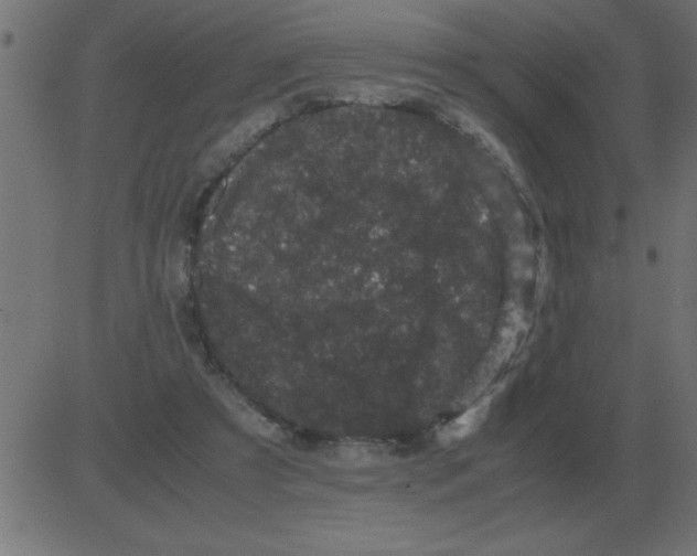 X0000081350305200702020121