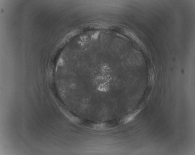 X0000081350309200702020121