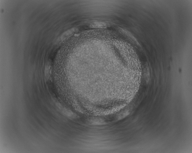 X0000081350322200702020121