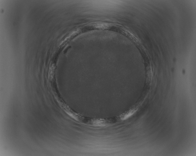 X0000081350325200702020121