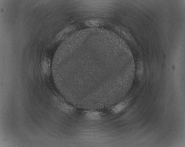 X0000081350332200702020121