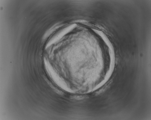 X0000081350341200702020120