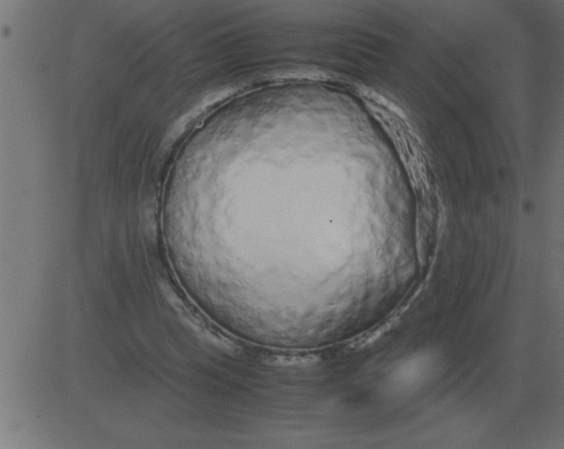 X0000081350345200702020120