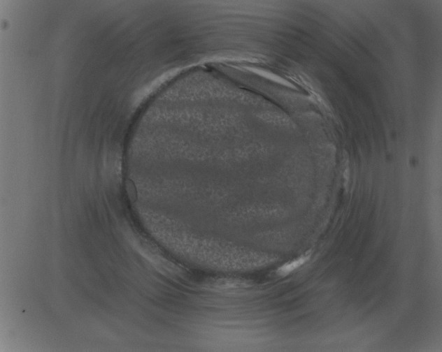 X0000081350348200702020120