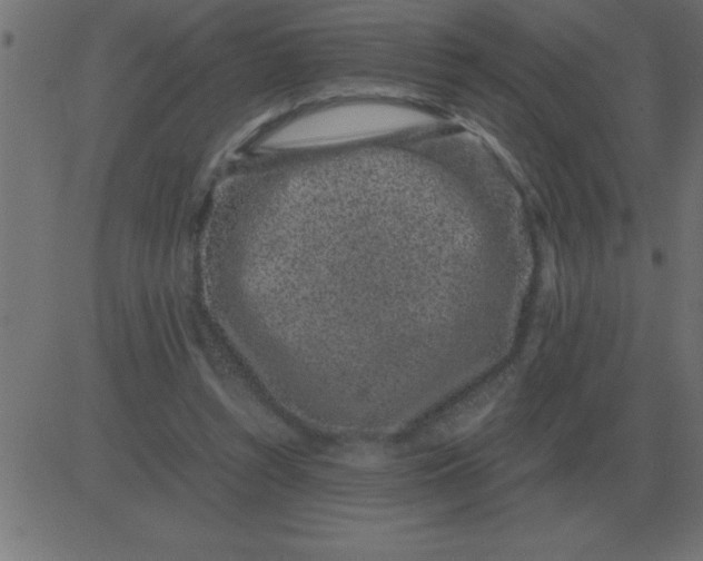 X0000081350352200702020120