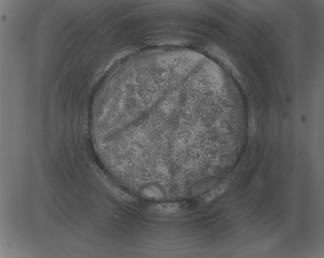 X0000081350353200702020120