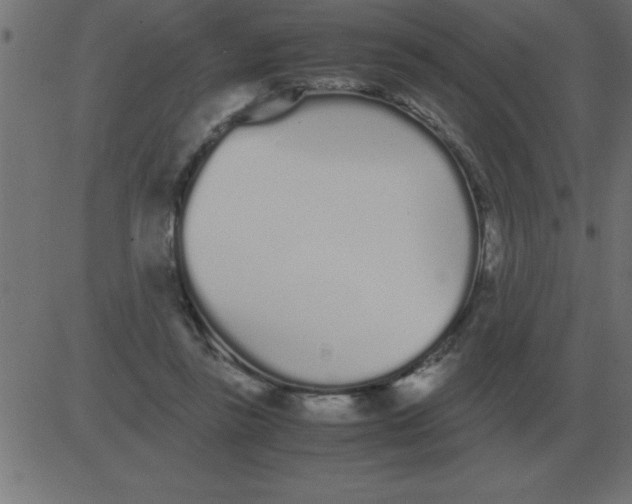 X0000081350355200702020120