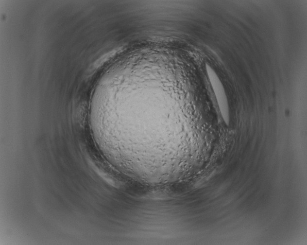 X0000081350364200702020120