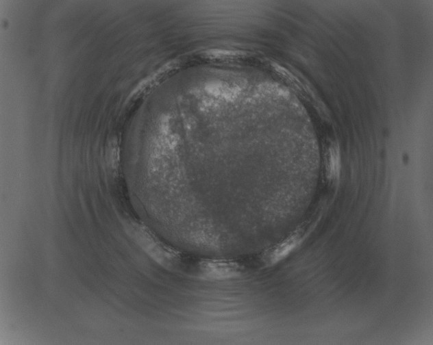 X0000081350372200702020120