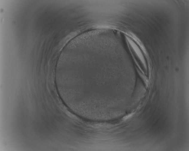 X0000081350385200702020120