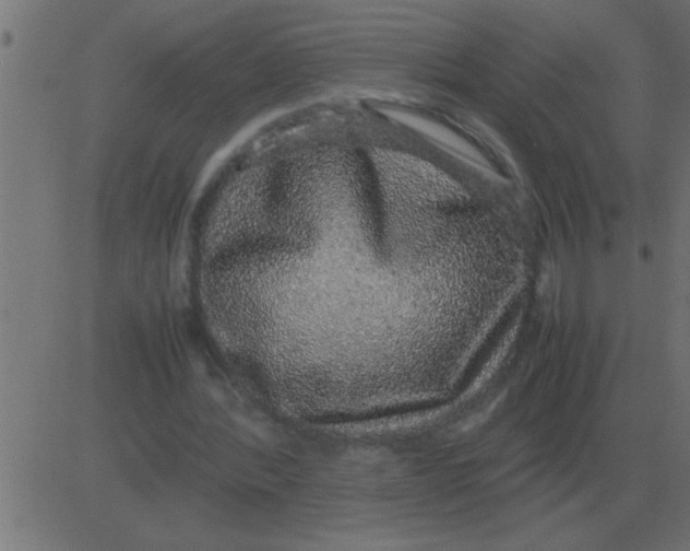 X0000081350388200702020120