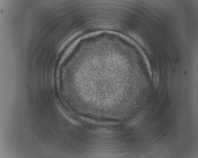 X0000081350390200702020120