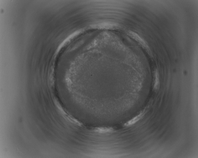 X0000081350392200702020120