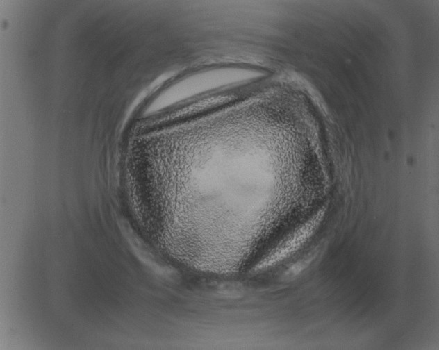 X0000081350395200702020120