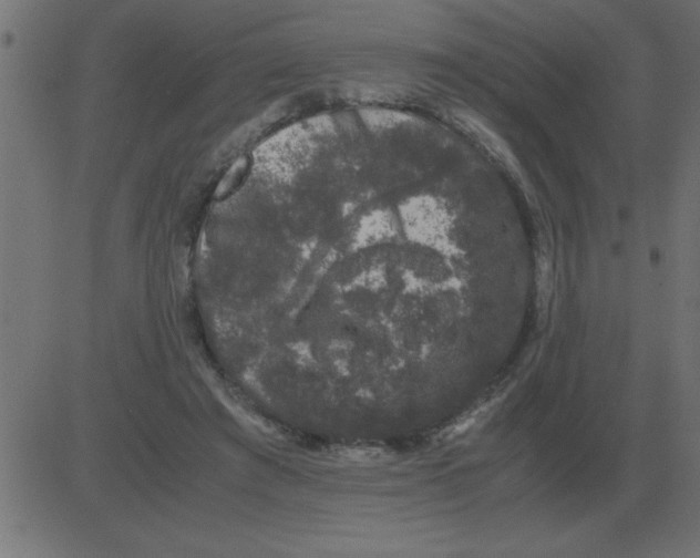 X0000081350401200702020119