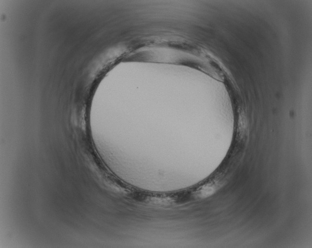 X0000081350403200702020119