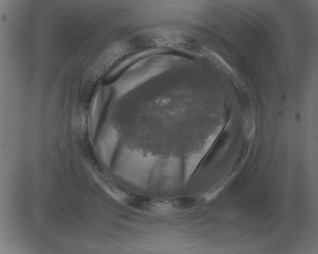 X0000081350405200702020119