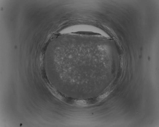 X0000081350409200702020119