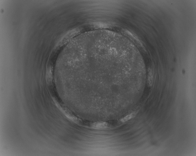 X0000081350410200702020119