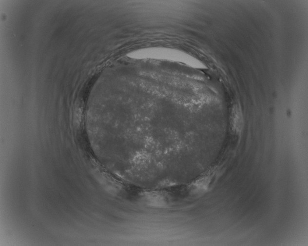 X0000081350417200702020119