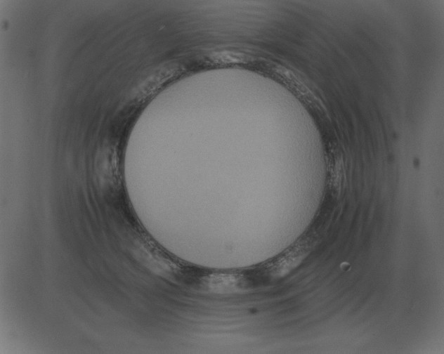 X0000081350418200702020119