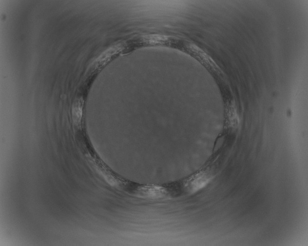 X0000081350427200702020119