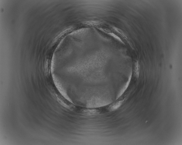 X0000081350428200702020119