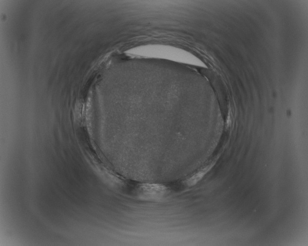 X0000081350429200702020119