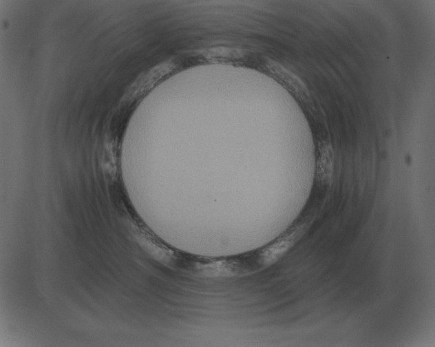 X0000081350430200702020119