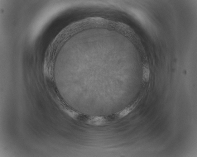 X0000081350431200702020119