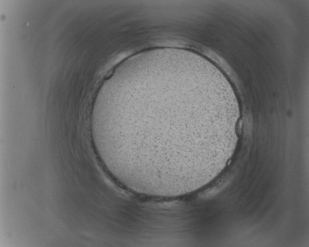 X0000081350433200702020118