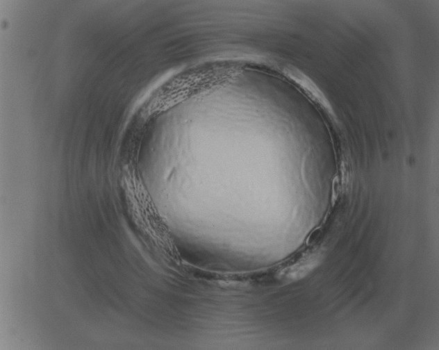 X0000081350436200702020118