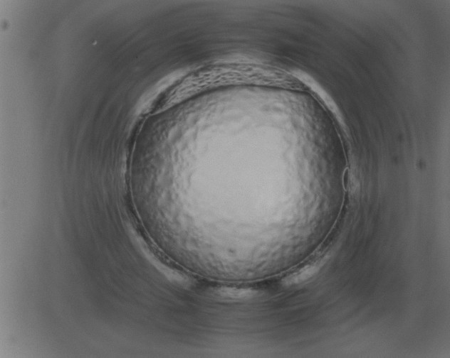 X0000081350437200702020118