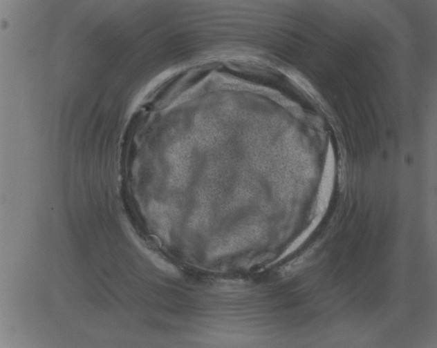 X0000081350438200702020118