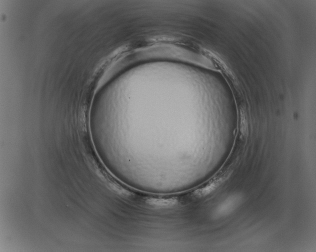 X0000081350453200702020119