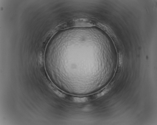 X0000081350457200702020119