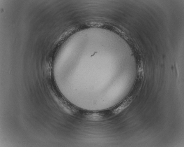 X0000081350460200702020119