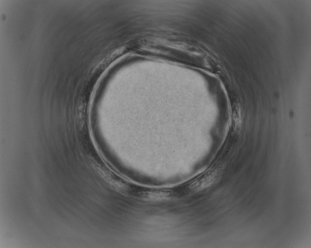 X0000081350462200702020119