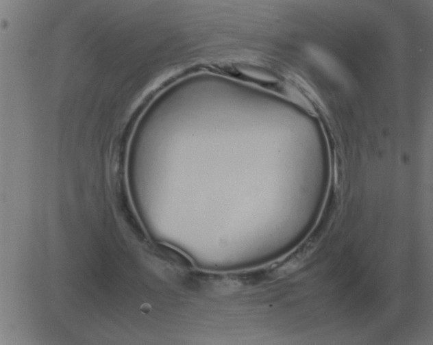 X0000081350483200702020118