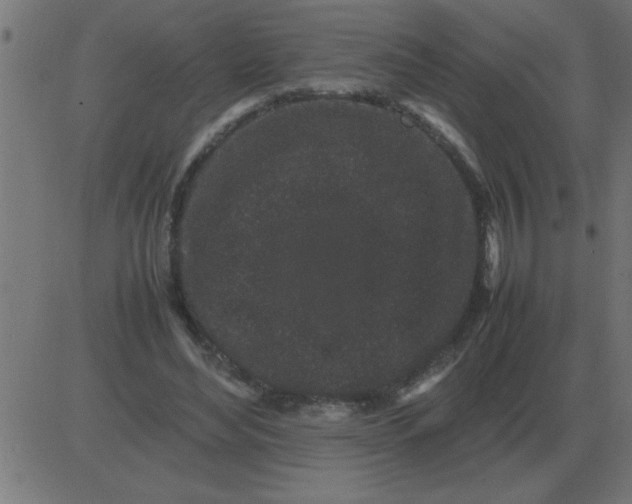 X0000081350492200702020118