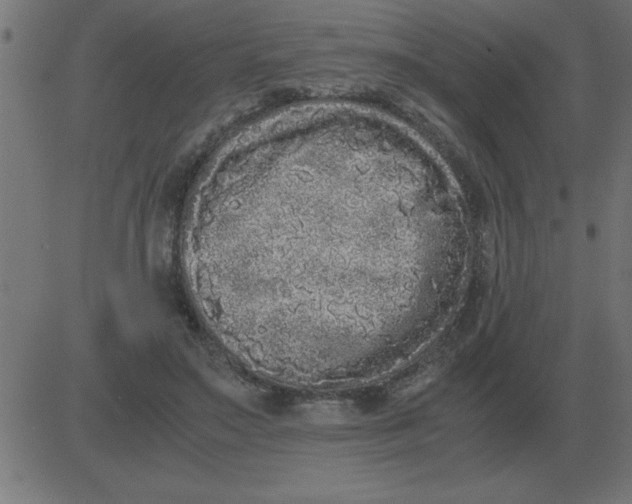 X0000081350499200702020118