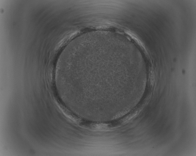 X0000081350501200702020118