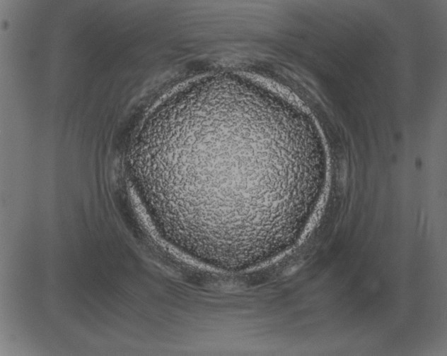 X0000081350503200702020118