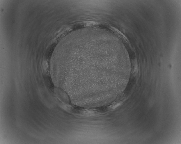 X0000081350523200702020117