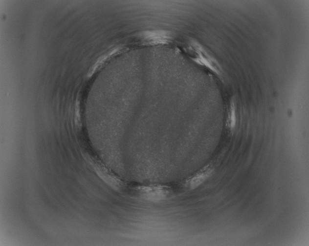 X0000081350524200702020117