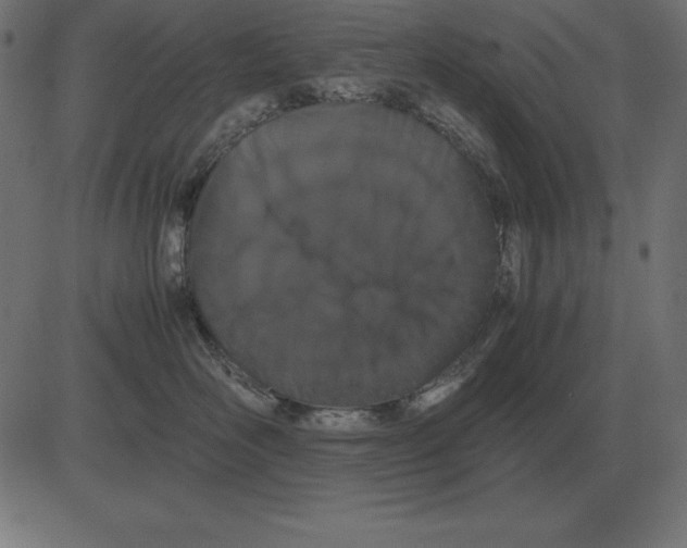 X0000081350526200702020117